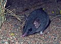 red-tailed phascogale