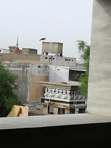 A view of Peafowl from a house window in Tharparkar District