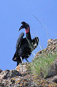 Bucorvus abyssinicus.