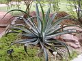 Agave vilmoriniana