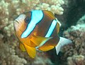 Anemone Fish