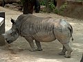 White rhinoceros in Barcelona Zoo (Ceratotherium simum simum)