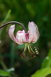 Lilium martagon (Martagon lily) with a Rutpela maculata (Spotted Longhorn)