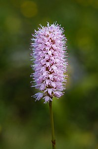 Bistorta officinalis (Bistort)