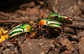 Male Eudicella gralli