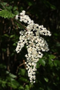 Holodiscus discolor (Ocean Spray)