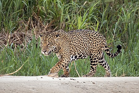 Jaguar