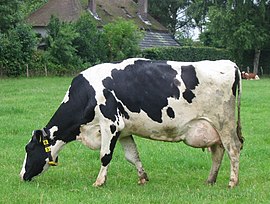 Image illustrative de l’article Holstein (race bovine)