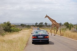 Zsiráf a Kruger Parkban