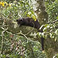 brown palm civet