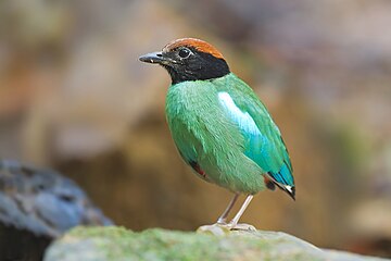 Hooded pitta