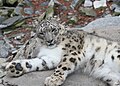 Snow leopard