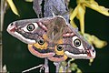 Kleines Nachtpfauenauge (Saturnia pavonia)