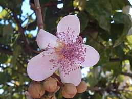 An achiote blossom