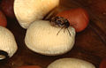Polyphaga/Chrysomelidae (kisaga madoa Callosobruchus maculatus juu ya kunde)