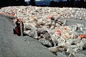 Bags of oily waste are piled up during the cleanup of the Exxon Valdez oil spill in 1989.