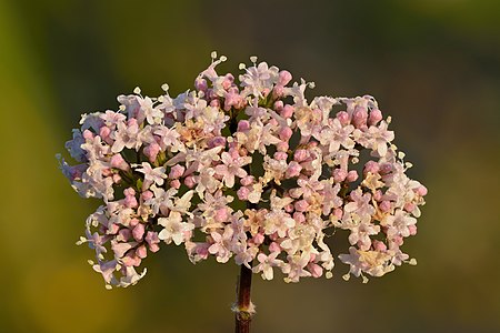 Valeriana officinalis inflorescence - Niitvälja