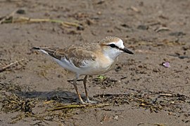 White-fronted plover (Charadrius marginatus) juvenile.jpg