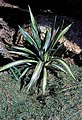 Yucca gloriosa 'medio-picta', Jungpflanze