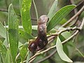 Branch with Seed Pods