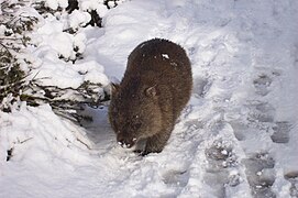 Wombat.