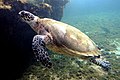 hawksbill sea turtle