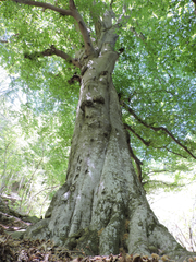 Veteran beech tree in Mallare