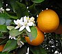 Orange blossoms