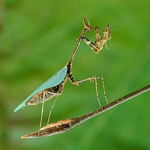 Sibylla pretiosa (Cryptic Mantis)