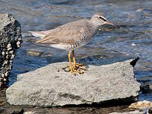 Grey-tailed tattler (Tringa brevipes)