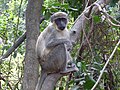 Scimmia su un albero del Bijilo National Park