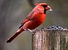 Northern cardinal