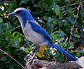 Image 12The Florida scrub jay is found only in Florida (from Geography of Florida)