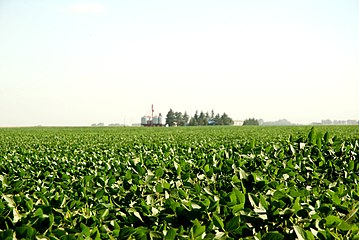 Buenos Aires eyaletindeki Junín'de bulunan soya çiftliği