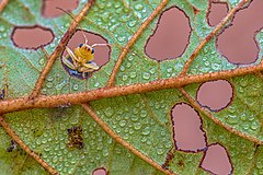 Second place: A leaf beetle (Aulacophora indica) looking out from a leaf hole of Alnus nepalensis tree in Chitwan National Park, Nepal. Autor: Mildeep (CC BY-SA 4.0)