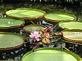 In Phipps Conservatory and Botanical Gardens, Pittsburgh