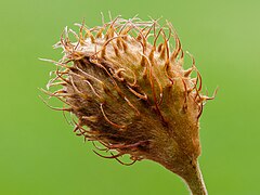 Immature fruit of a beech