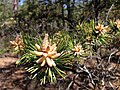 New growth and pollen cones