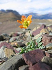 Papaver pygmaeum