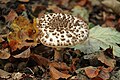 !Lepiota hystrix!