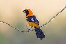 Orange-backed troupial