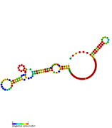 RsaI: Secondary structure of RsaI. Rfam family RF01775