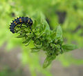 Larva de marieta