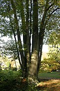 Fagus Sylvatica in Esneux.