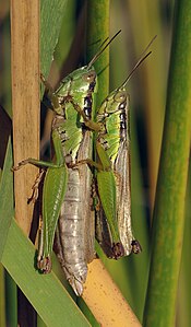 ♀ ♂ Oxya yezoensis, mating