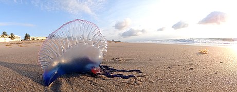 Portuguese man o' war, Palm Beach, Florida