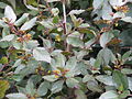 Rhamnus ludovici-salvatoris