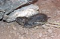 tawny-bellied cotton rat