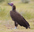 lappet-faced vulture