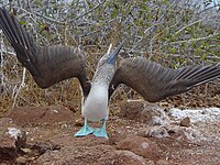 Displaying (sky-pointing)